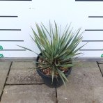 Juka (Yucca Rostrata) - výška 20-30 cm, Ø 20-30 cm, kont. C7L (-22°C)